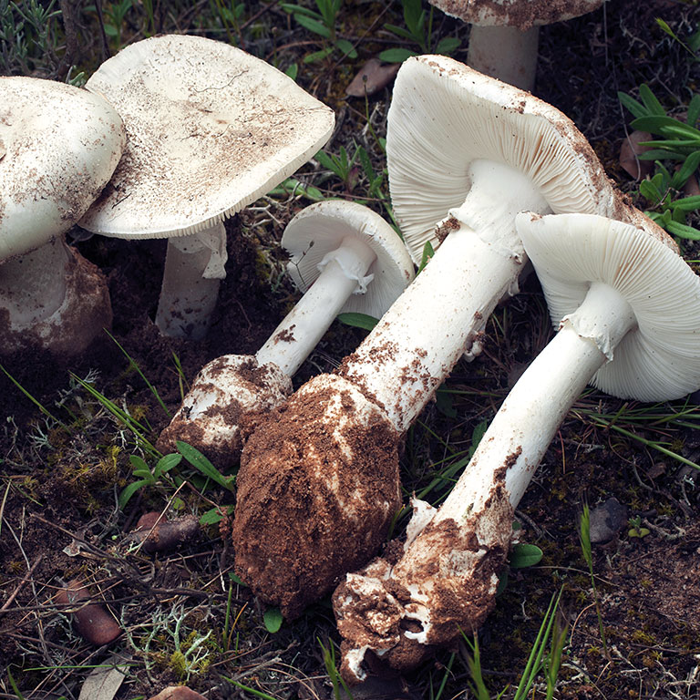 Cuisine. En forêt, comment repérer les champignons comestibles ?