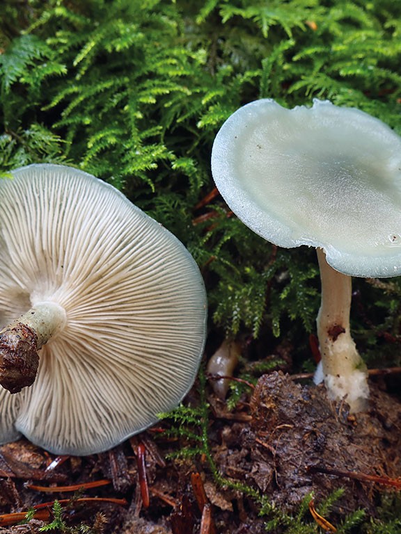 Lame de scalpel « Fournitures de culture de champignons – Les 400
