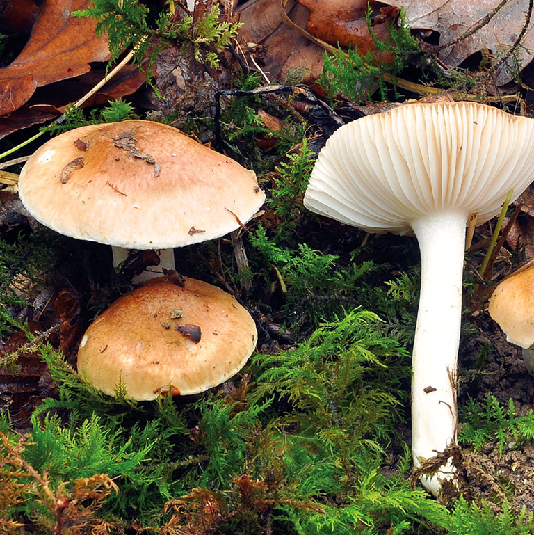 Petit champignon Or & Blanc en bois - Forêt - Bobidibou
