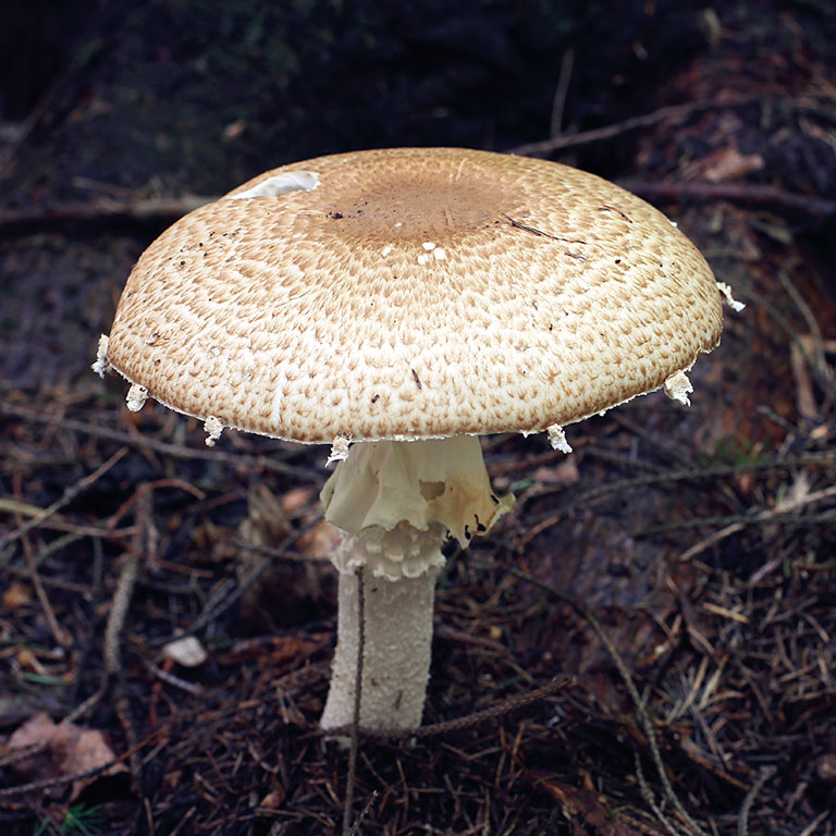 Guide des champignons : découvrez plus de 2OO espèces